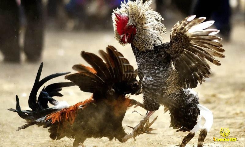 Luật chơi đá gà thomo cũng quy định rõ cách giải quyết các trường hợp hòa