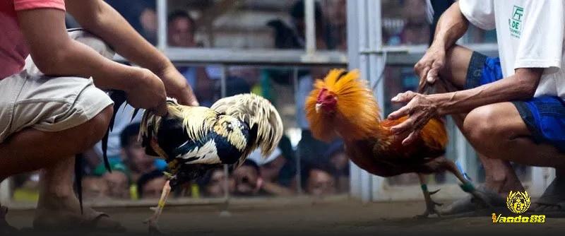 Luật chơi đá gà thomo cho phép và quy định rõ các đòn tấn công chủ đạo mà gà có thể sử dụng trong trận đấu