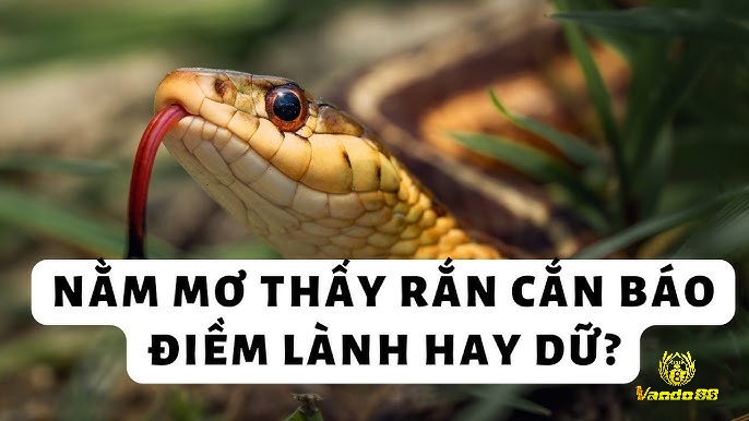 Giải mã giấc mơ thấy rắn và tìm ra điềm báo